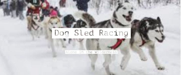Dog Sled Racing