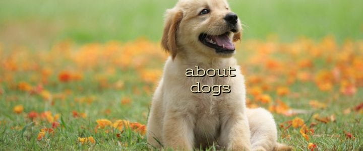 All About Dogs!