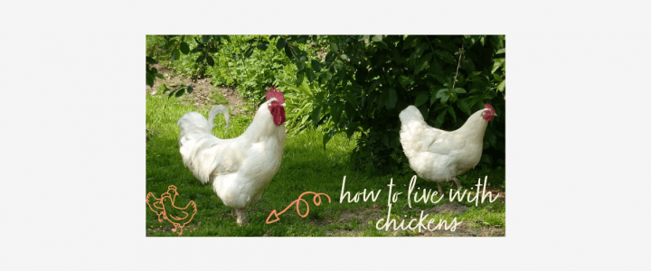 How to live with chickens without losing it