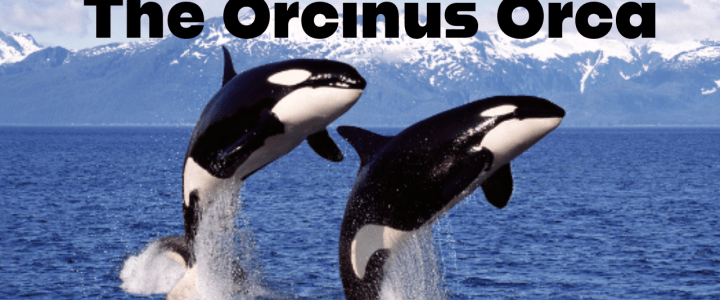 The Orcinus Orca