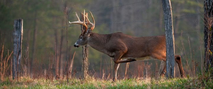 Why Deer is my Favorite Animal to Hunt