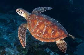 Sea Turtles Battle Hypothermia